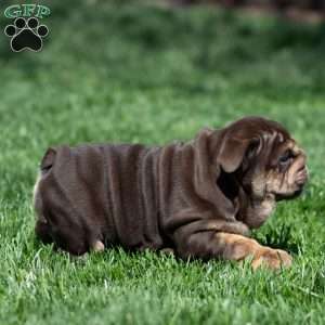 Chanel Cocoa, English Bulldog Puppy